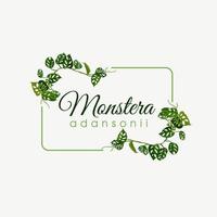 monstera andansonii växt illustration vektor