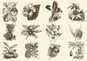 Sepia frukt och blomma illustration vektor