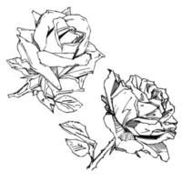 handgezeichnete Rose. Vektor-Illustration. Rose im Vintage-Tattoo-Stil. Blumenmotivskizze für Design. Tintenillustration isoliert. vektor