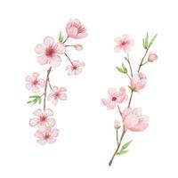 gren av körsbär blomma illustration. vattenfärg målning sakura isolerat på vit bakgrund. japansk blomma vektor