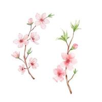 gren av körsbär blomma illustration. vattenfärg målning sakura isolerat på vit bakgrund. japansk blomma vektor