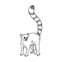 illustration i lemur konst bläck stil vektor