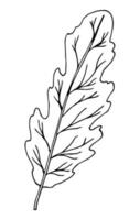 gravyr ek blad isolerat på vit bakgrund. vektor