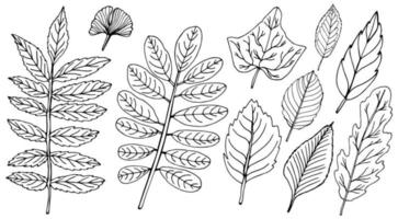 Herbstblätter. schwarze blätter isoliert. Reihe von linearen Herbstblättern. Vektor-Illustration. vektor