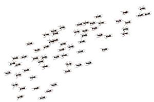 schwarze Ameisenspur. arbeitende insektenkurvengruppensilhouetten isoliert. Vektor-Illustration. vektor