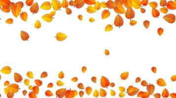 sömlös höst löv horisontell baner isolerat på vit bakgrund. reklam mall med gyllene höst blad. falla säsong färger mönster. höstlig natur lövverk tapet ram. vektor