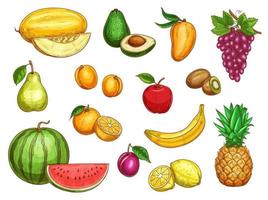Vektor exotische frische Früchte isoliert Symbole gesetzt