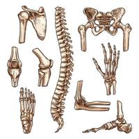 ben och gemensam av mänsklig skelett skiss uppsättning vektor