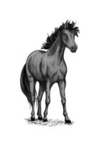 häst häst- vektor skiss symbol