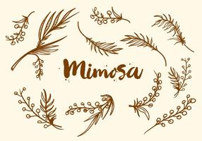 Freie Hand gezeichnete Mimosen Pflanze Vektor