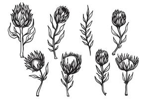 Freie Hand gezeichnete Protea Blume Vektor