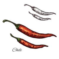 Chili-Pfeffer Gewürz Pflanze Vektor Skizzensymbol