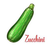 Zucchini-Kürbis-Vektor-Skizze-Gemüse-Symbol vektor