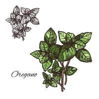 Oregano Gewürz Vektor Skizze Pflanzensymbol