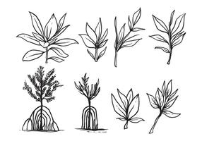 Freie Hand gezeichnet Mangrove Vektor