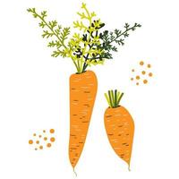 morot. friska grönsak. vektor illustration