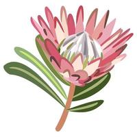 protea blomma med löv. vektor isolerat illustration.