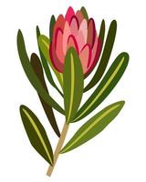 protea blomma med löv. vektor isolerat illustration.