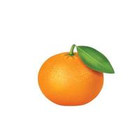 orange Vektor-Illustration einer Orange. vollständig bearbeitbare handgemachte Netze. vektor