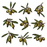 oliv gren med grön frukt och blad skiss vektor