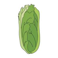 Römersalat Pflanze. natur organische frische grüne gemüseblätter. vegetarisches Essen. Vektor-Illustration isoliert auf weißem Hintergrund. vektor