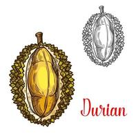 Durian vektor skiss frukt skära ikon