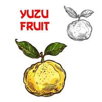 Yuzu-Vektor-Skizze Zitrusfrucht-Schnitt-Symbol vektor