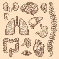 Menschliche Organe Vektorskizze Körper Anatomie Symbole vektor