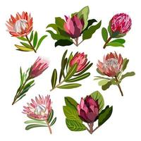 Vektor florale Sammlung von Protea-Blumen.