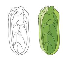 romaine sallad sallad växt. natur organisk färsk grön vegetabiliska löv. vegetarian mat. vektor illustration isolerat på vit bakgrund