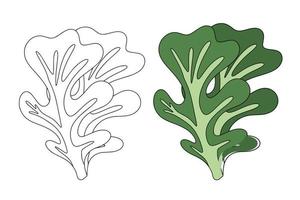 ek blad sallad löv, friska organisk vegetarian mat, vektor illustration på en vit bakgrund