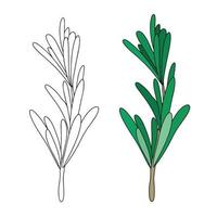 grüne rosmarinblätter würzen. Heilpflanze. duftende Pflanze zum Würzen. vektorillustration lokalisiert auf weiß. rosmarinkraut für gestaltungselement in der küche, verpackungsdekoration, aufkleber, etikett. vektor