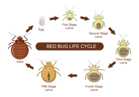 Bed Bug Lebenszyklus Vektor