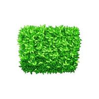 fyrkant grön buske på en vit isolerat bakgrund. dekorativ buske för de design av en parkera, trädgård eller grön staket. vektor