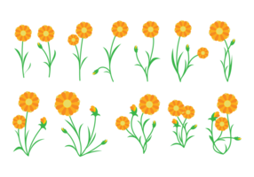 Calendula Pflanzen Vektor