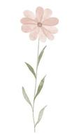 vattenfärg trendig blomma. vektor illustration för webb, app och skriva ut. elegant feminin form floristisk isolerat daisy blommor. trädgård, botanisk, minimalistisk blommig element.
