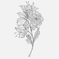 Malvorlagen von schönen Lilienblumen zum Ausdrucken. Lilien skizzieren. Schwarz-Weiß-Seite für Malbuch. Anti-Stress-Färbung. Strichzeichnungen Blumen vektor