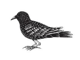 svart fågel med ben tillverkad av ben vektor