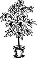 heimische Pflanze in einer Topfskizze. hohe Blume. Innendetail. Schefflera-Pflanze vektor