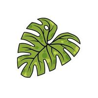 monstera blad. geen husplan, tropisk växt för grön skriva ut. platt tecknad serie illustration isolerat på vit vektor