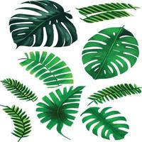 grön monstera mönster vit bakgrund. exotisk mönster med tropisk löv. vektor illustration. monstera blad mönster. tropisk handflatan löv. exotisk design tyg, textil- skriva ut, omslag papper