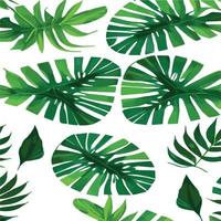 grüner Monstera-Muster weißer Hintergrund. exotisches Muster mit tropischen Blättern. Vektor-Illustration. Monstera-Blattmuster. tropische Palmenblätter. Exotischer Designstoff, Textildruck, Geschenkpapier vektor