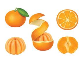 uppsättning av isolerat orange färger med löv, halv, skivor, cirklar och hela på vit bakgrund. vektor