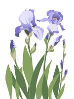 sammansättning av blå iris blommor isolerat på vit bakgrund vektor