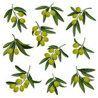Vektor-Oliven-Icons für natives Olivenöl extra vektor