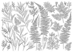 Botanische Illustration. Set mit Kräutern und Blättern. vektor