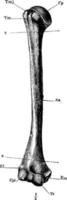 de humerus, årgång illustration. vektor