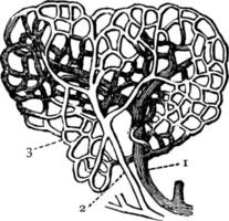 kapillärer, årgång illustration. vektor