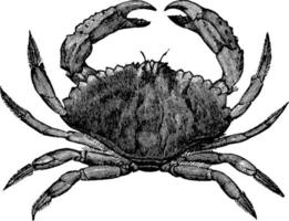 rote Krabbe, Vintage Illustration. vektor