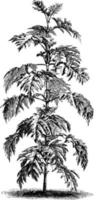 montanoa bipinnatifida vintage illustration. vektor